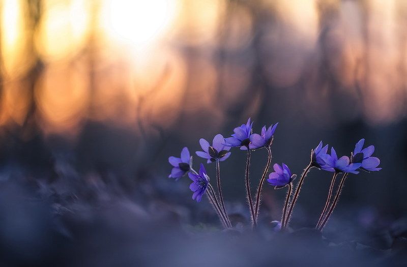 Вечерняя симфония фото превью