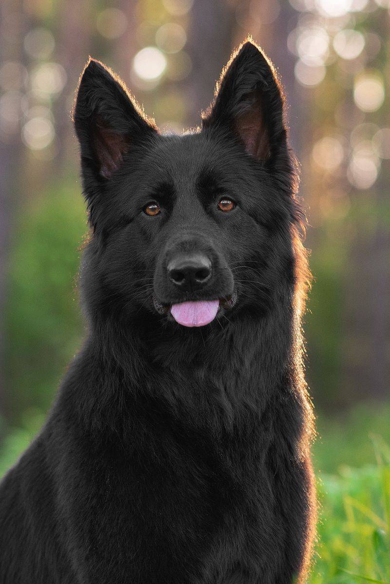 собака, животное, dog, Евгений Крутиков