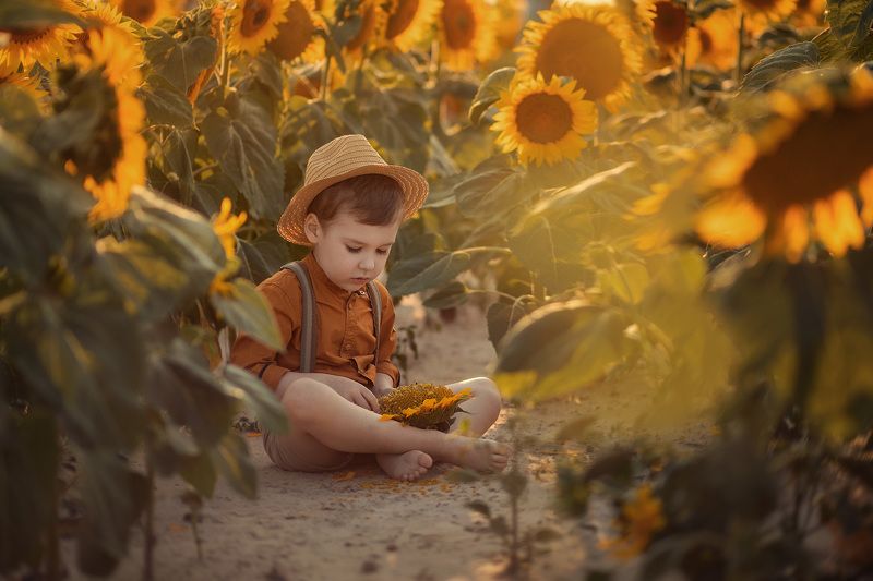 Подсолнухи фото превью