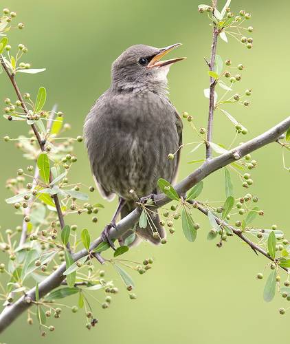 Cлетки.Обыкновенный скворец - European Starling