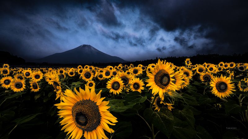 Fuji,Japan,mountain,sunflowers,cloud,light,blue,yellow Before a storm фото превью