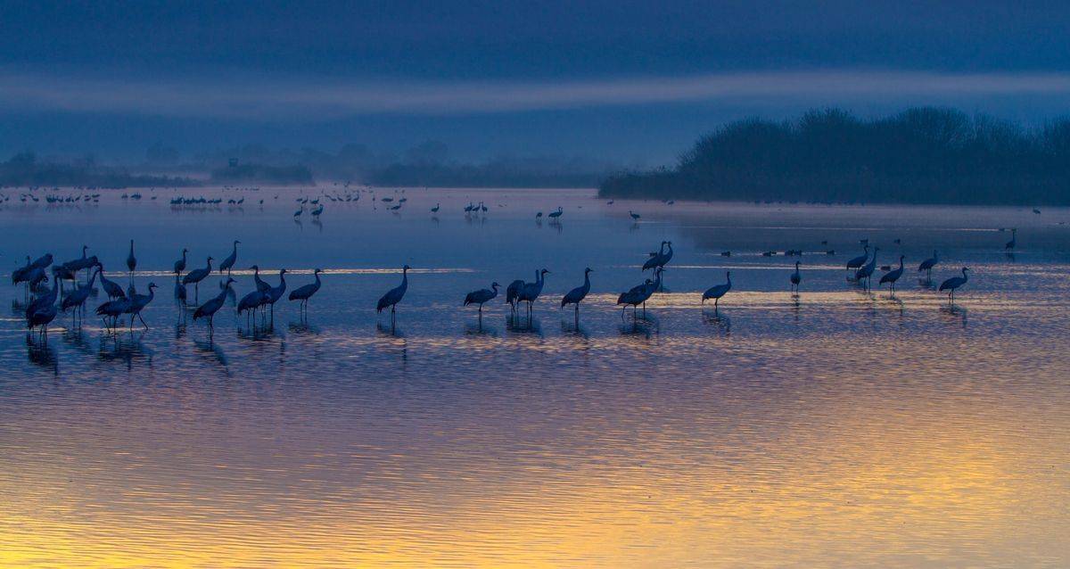 серый журавль,туман,заповедник хула,израиль, Валентина Булкина