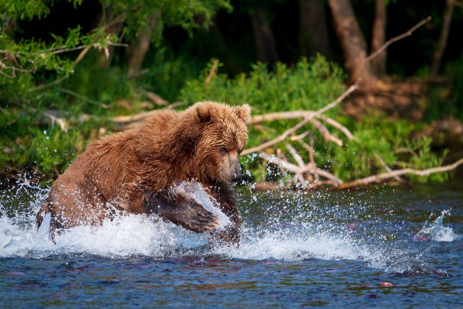 камчатка, медведь, рыбалка, улов, Татьяна Степанова