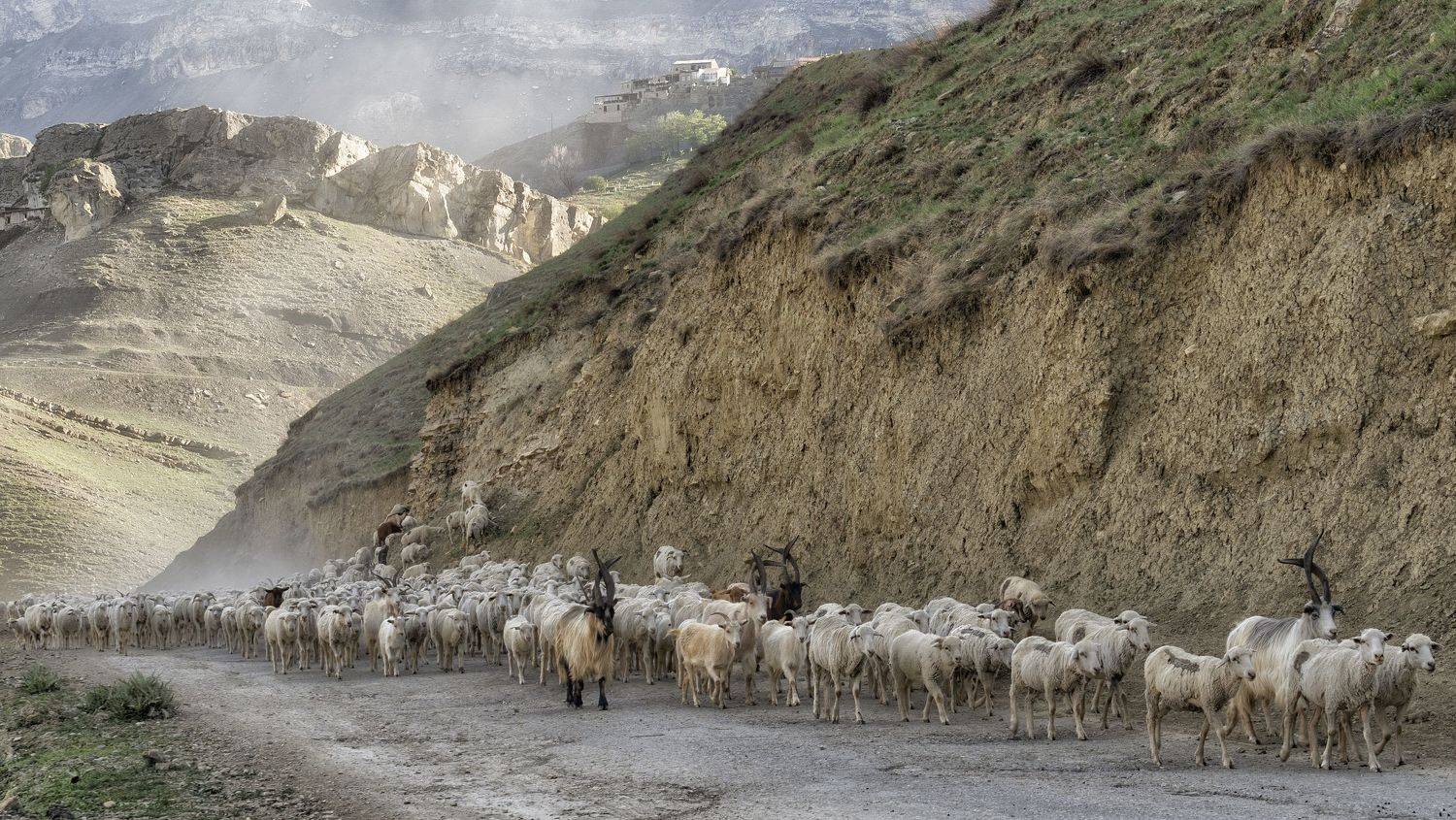 дагестан утро отара, Андрей Колесов