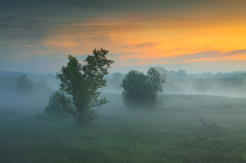 польша, туман, утро, mist, fog, poland, lesser poland, tree, golden hour, tranquility, outdoor, meadow, grass, plain, clouds, sunrise, silene, atmosphere, mood, nature, willow, *** фото превью
