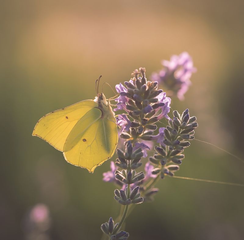 Gonepteryx rhamni фото превью