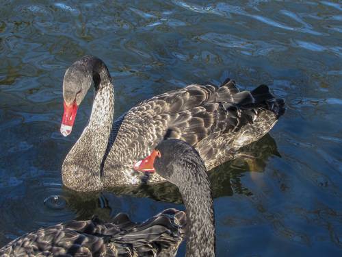 BLACK swans in the blue pond water - a bird, animals in the wild