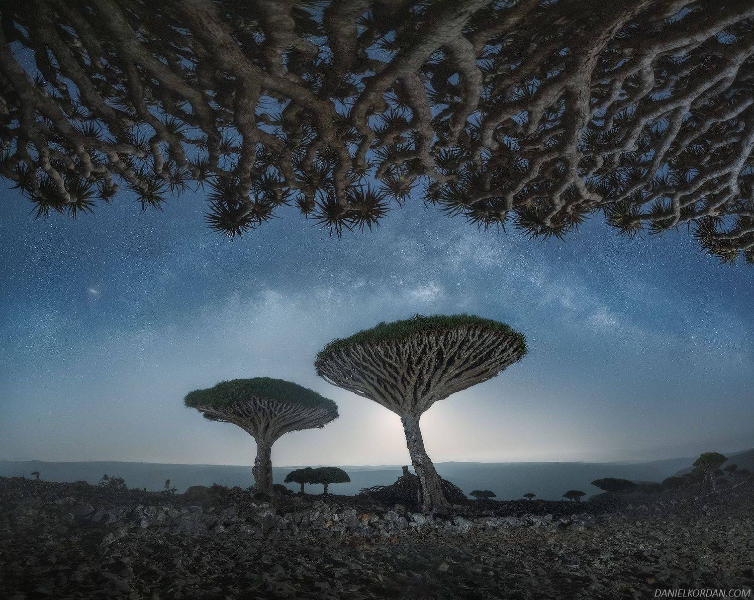 Socotra, Даниил Коржонов