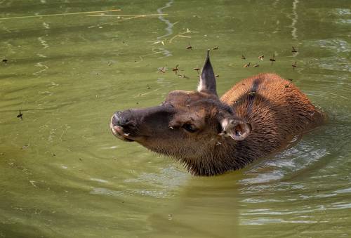 борьба со слепнями
