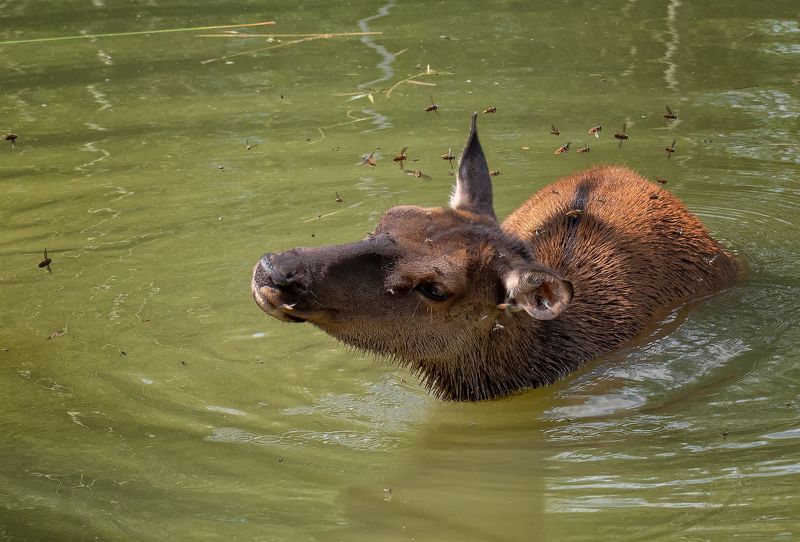 марал, слепень, вода, борьба, жара, борьба со слепнями фото превью