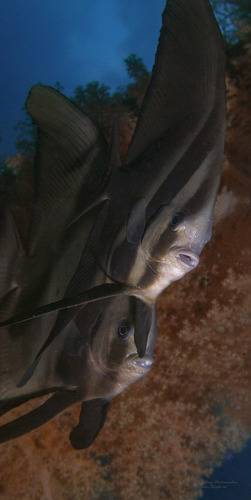 Мы с Тамарой ходим парой