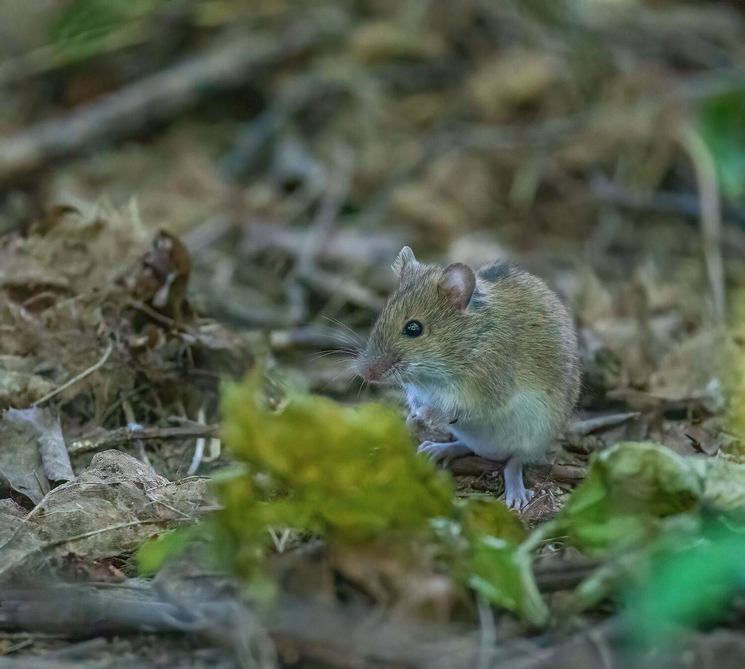 , Константин Дэм
