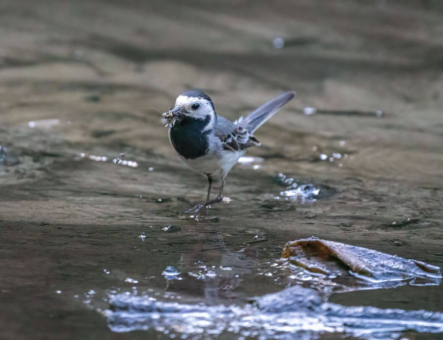 , Константин Дэм