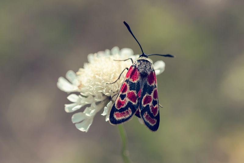 Zygaena carniolica фото превью