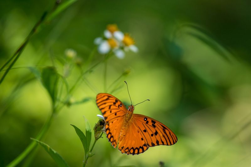 wildlife, insects,butterfly, насекомые, бабочка, геликонида диона, agraulis vanillae Геликонида диона (Agraulis vanillae) фото превью