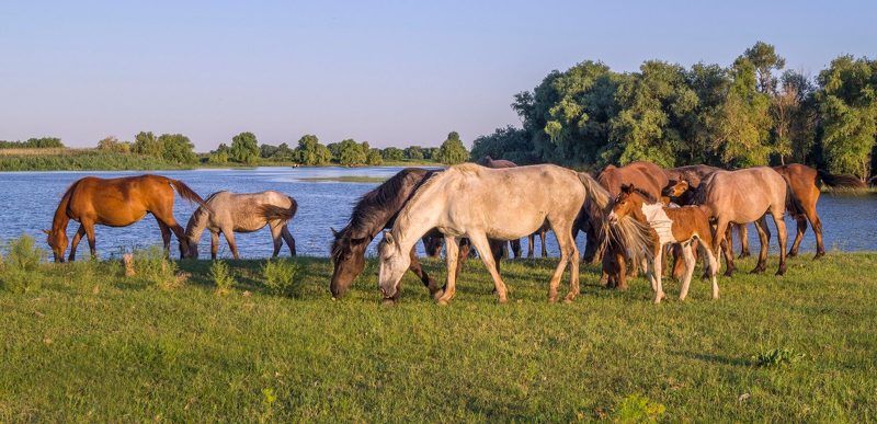 с.КАМЫШОВО БРОДЯТ    КОНИ   фото превью