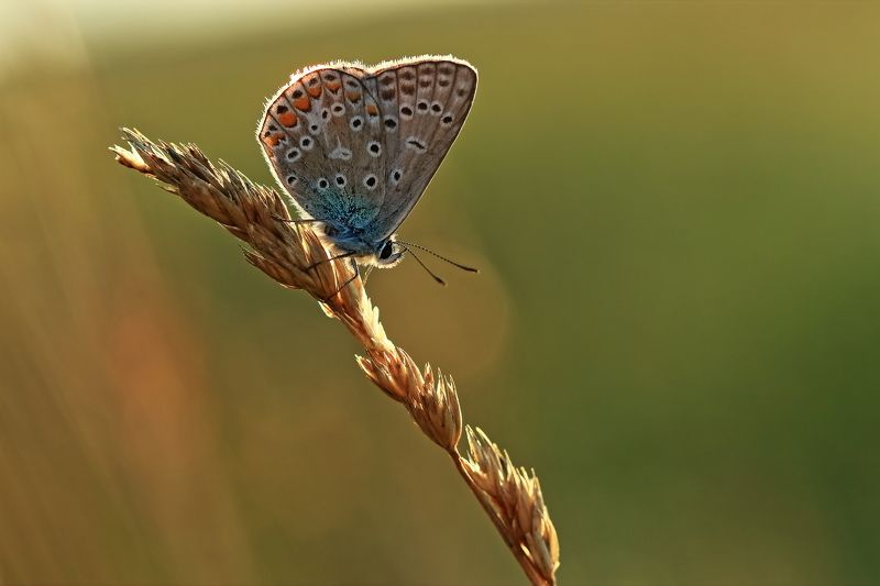 *** фото превью