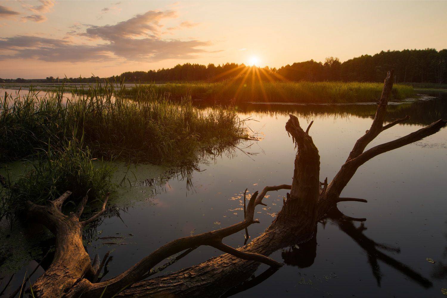 , Михаил Кушнер