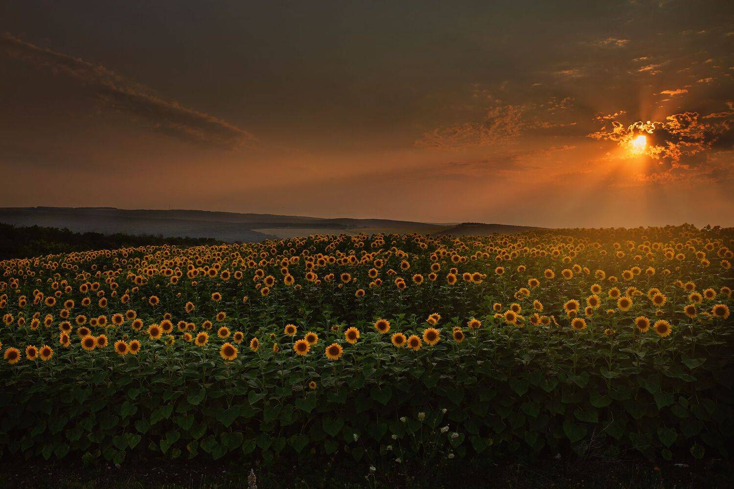 , Инна Сухова