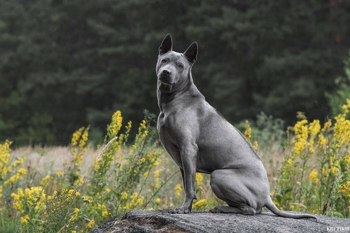 собака, животное, dog, тайский риджбек, Евгений Крутиков