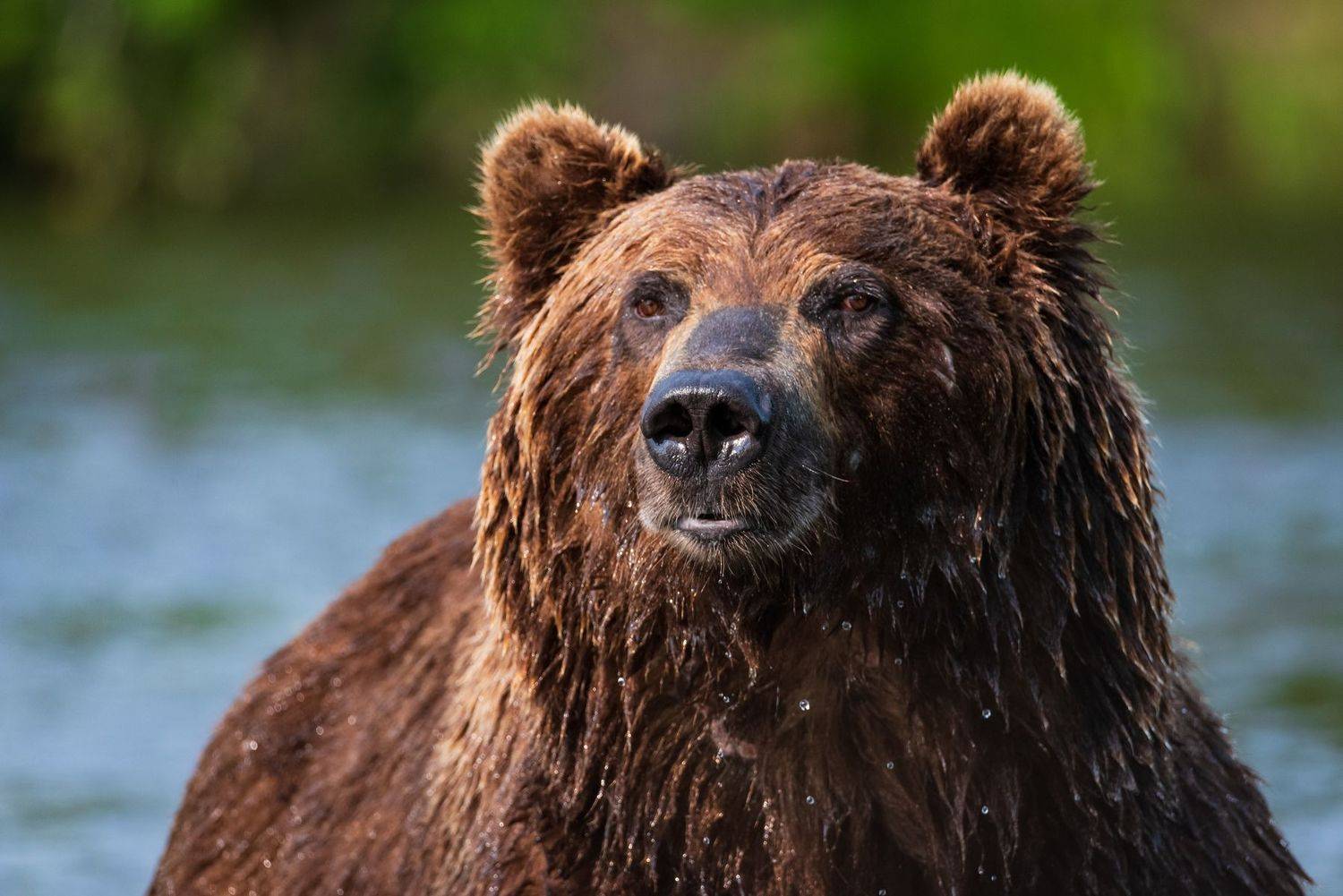 камчатка, медведь, рыбалка, улов, Татьяна Степанова