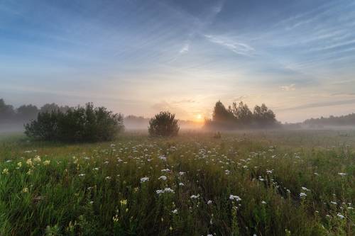 Утренний, полевой.