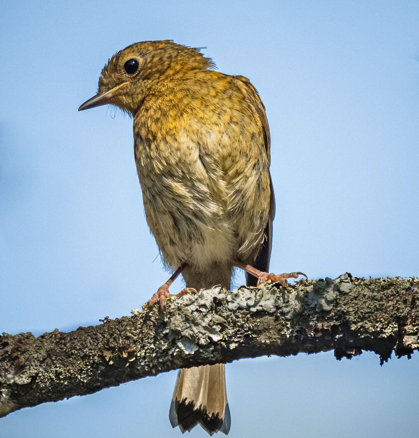 , Курлянцев Алексей