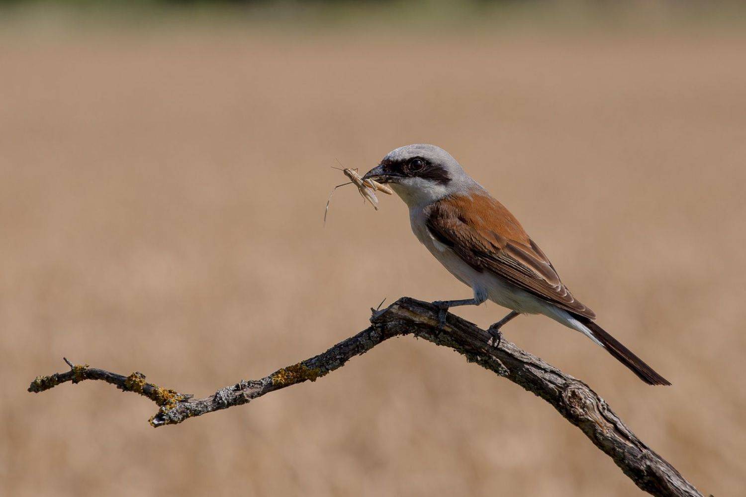 сорокопут, жулан, птицы, лето, birds, wildlife, red-backed shrike, кузнечик, Алексей Юденков