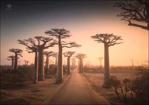 Рассвет на алее Баобабов...