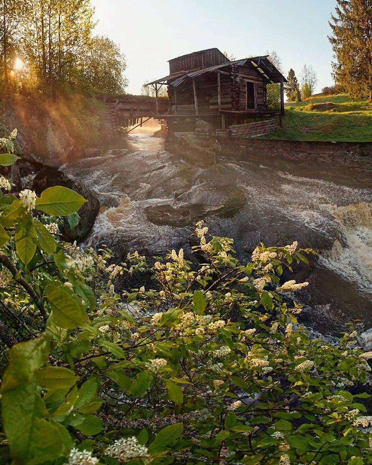 мельница, цветы, заброшка, Петр Косых