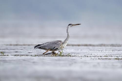 Серая Цапля