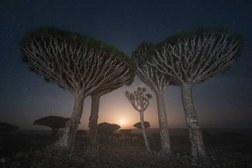Socotra