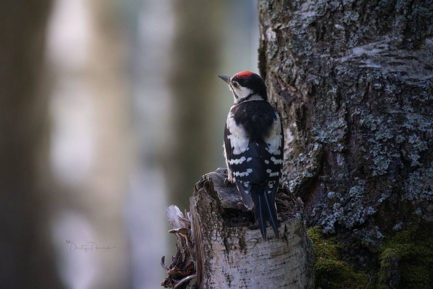 природа, лес, поля, огороды, животные, птицы, макро, Дмитрий Посевич