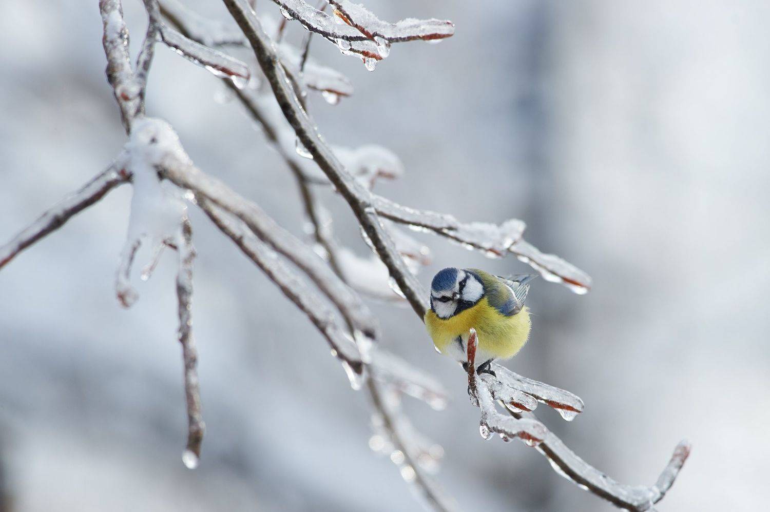 nature, wildlife, birds, Калин Ботев