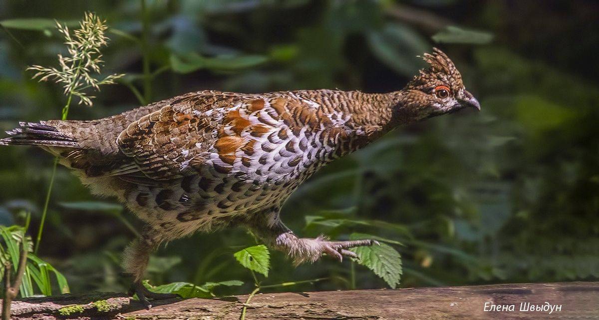 bird of prey, animal, birds, bird,  animal wildlife,  nature,  animals in the wild, рябчик, hazel grouse, northern hazelhen, tetrastes bonasia, Елена Швыдун