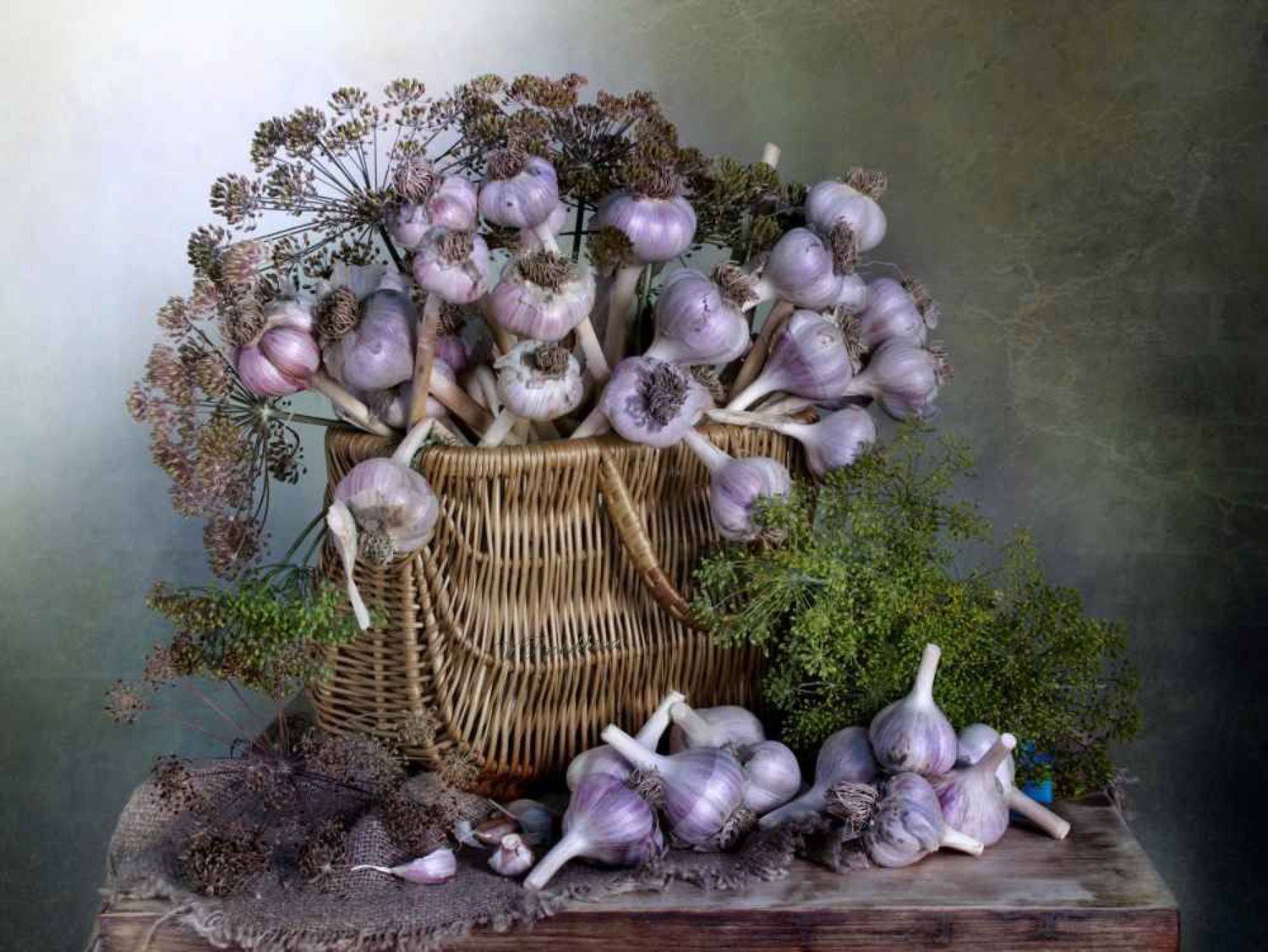 натюрморт,чеснок,лето,вера павлухина,, Вера  Павлухина