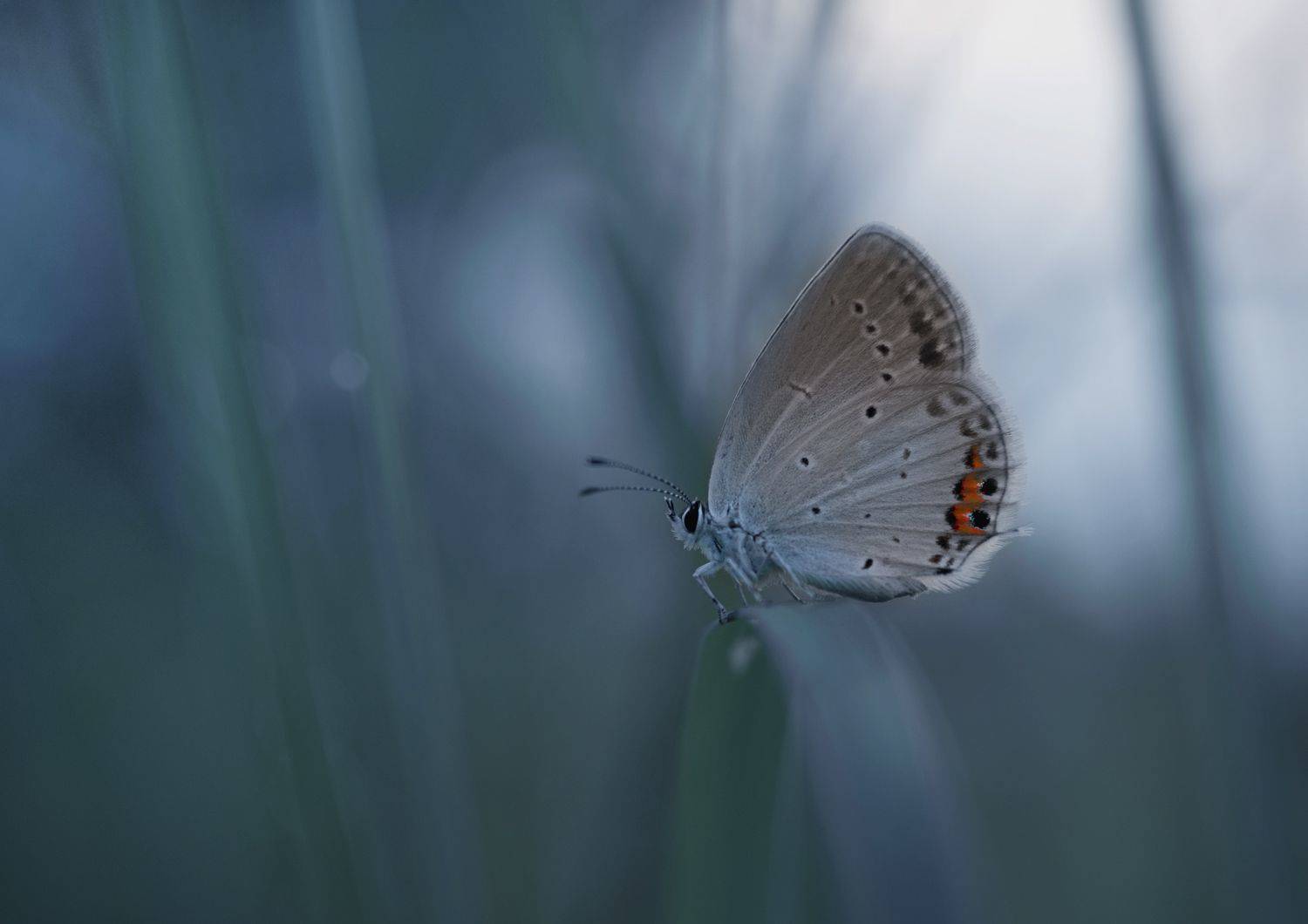 лес, свет, утро, природа, Баранов Олег