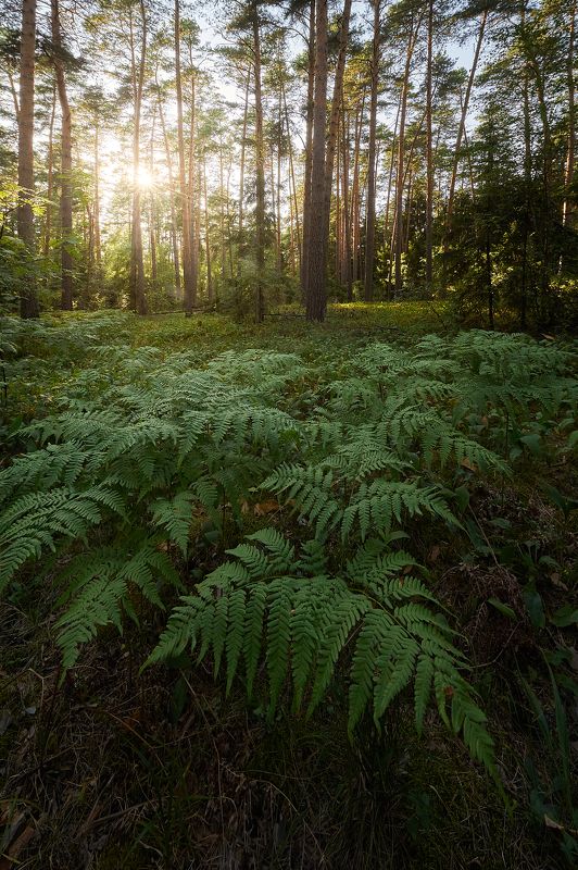 * фото превью