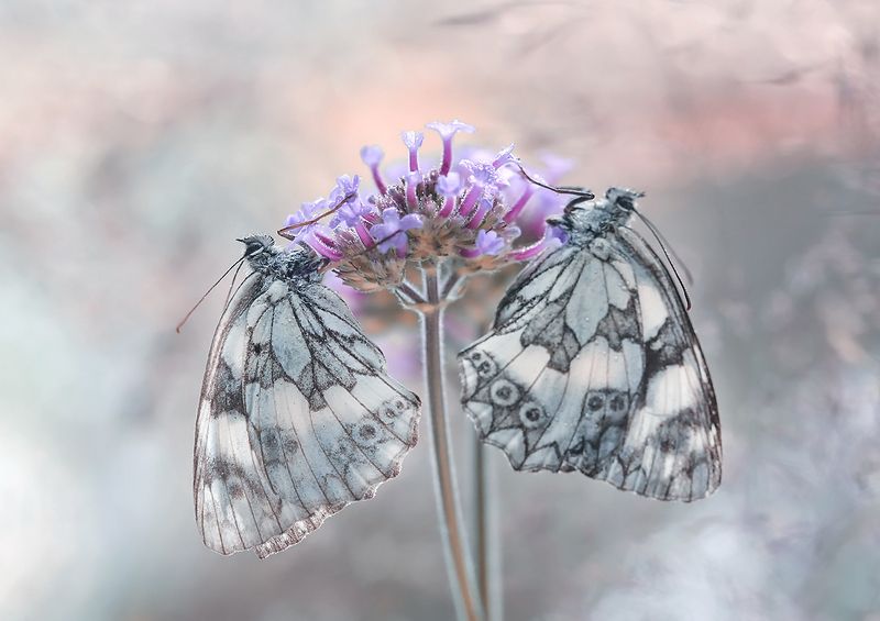 Galathea фото превью