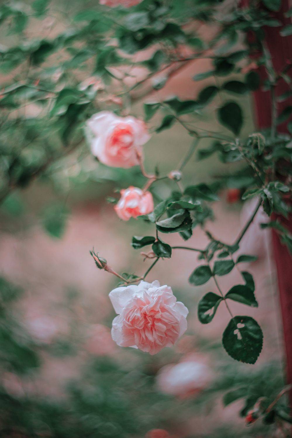 pink,green,rose,light,bokeh,nature,zenit,helios,85mm, ColorAddict.Nature Borislav Aleksiev