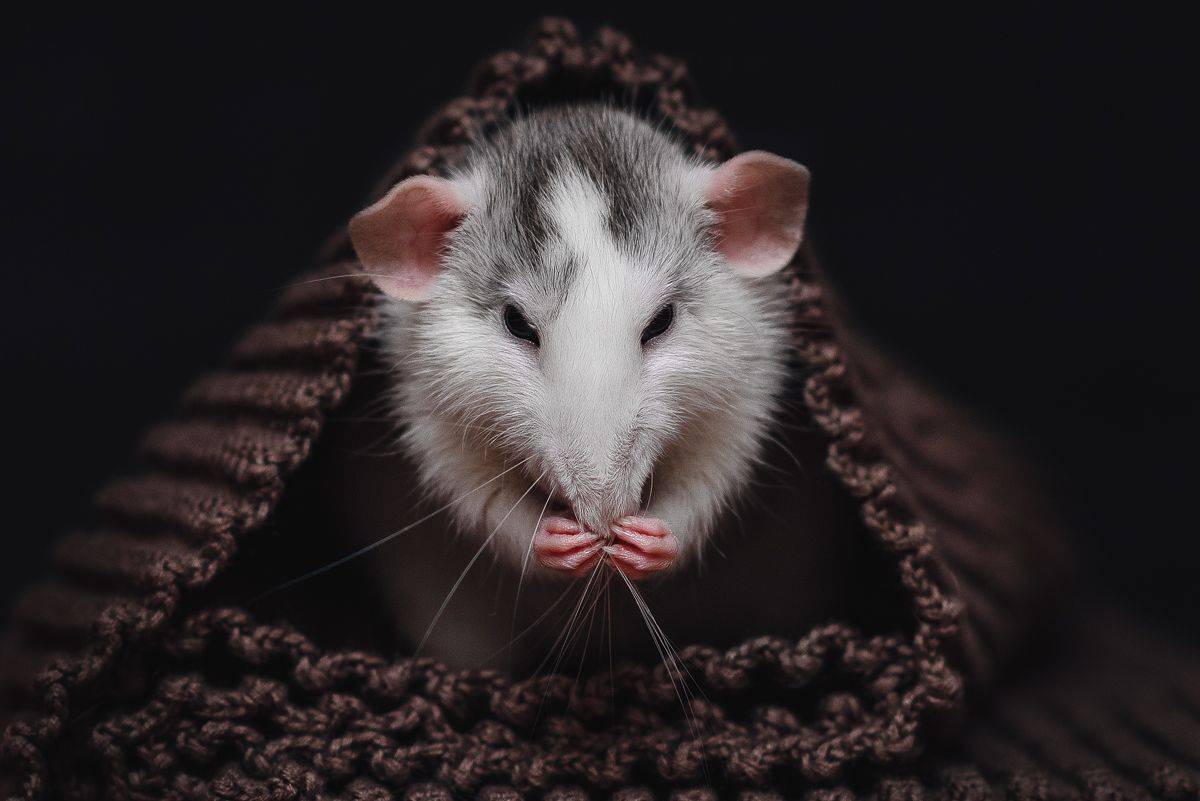 крыса, крыса дамбо, животные, грызуны, Евгений Крутиков