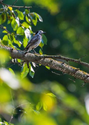 Белая трясогузка