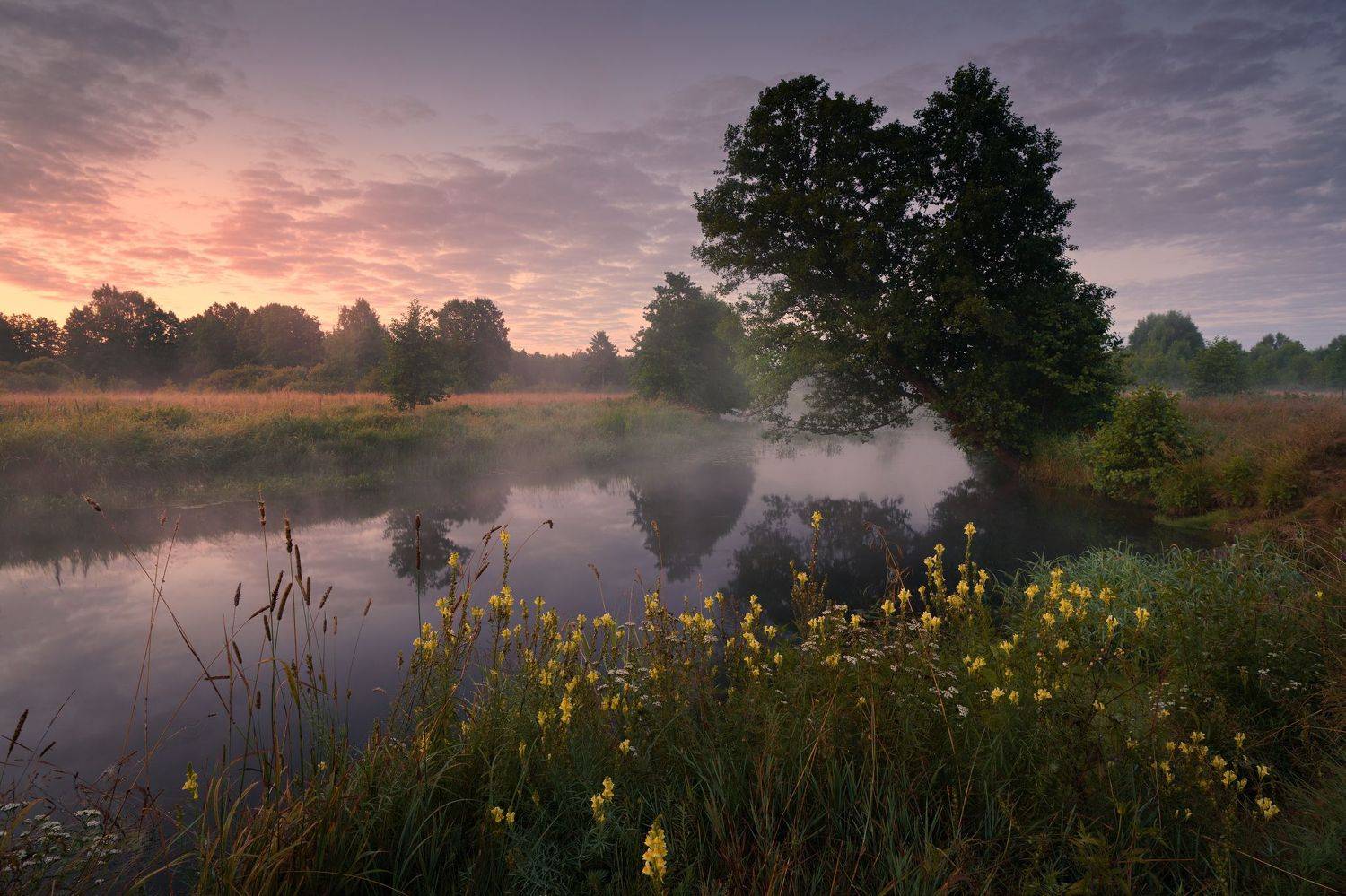 утро,река,туман,дерево, Григорий Бельцев
