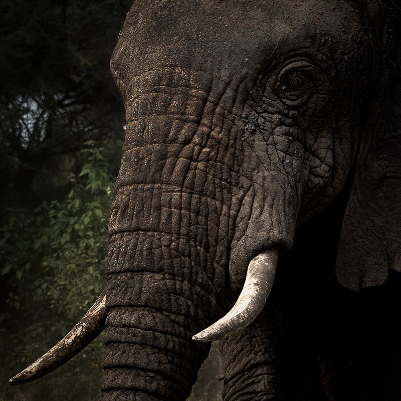 Eye to eye фото превью