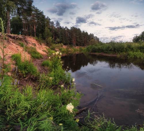 цветение таволги