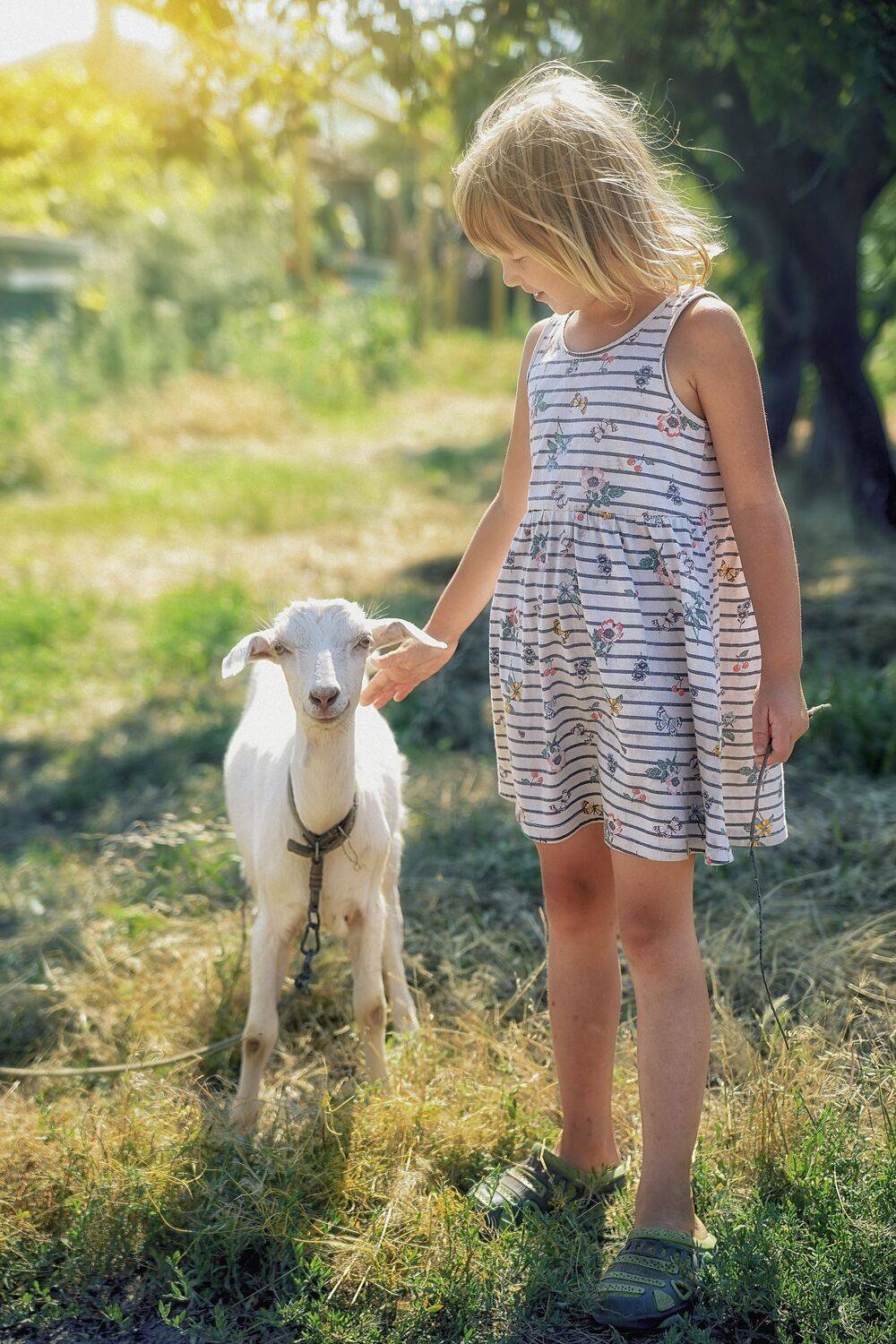 ребенок, деревня, дети, девочка, козленок, коза, село, улица, лето, солнце, Максим Михайлов