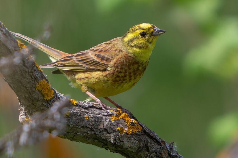птицы, подмосковье Немножко про овсянок фото превью