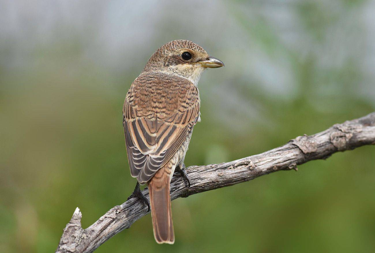 птица,жулан,самка, Иван