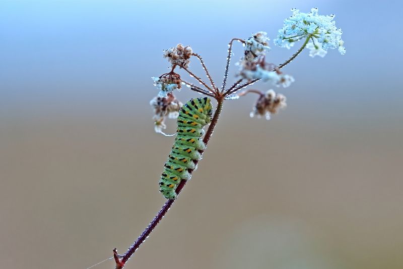 *** фото превью