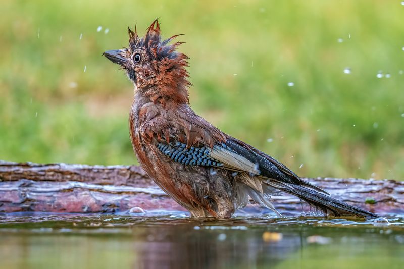 Eurasian jay (Garrulus glandarius)... фото превью